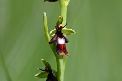 <i>Ophrys insectifera</i>