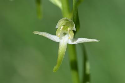 <i>Platanthera chlorantha</i>