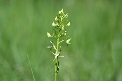 <i>Platanthera chlorantha</i>