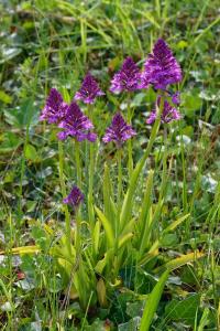 <i>Anacamptis pyramidalis</i>