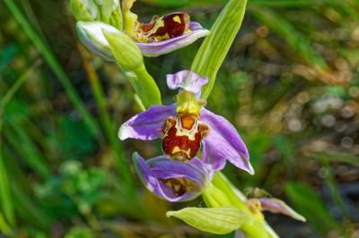 <i>Ophrys apifera</i>