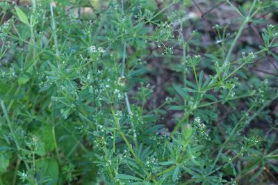 <i>Galium aparine</i>