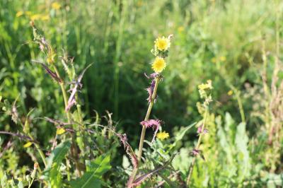 <i>Sonchus oleraceus</i>