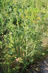<i>Sonchus oleraceus</i>