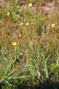 <i>Ranunculus flammula</i>