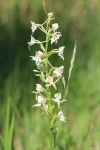 <i>Platanthera chlorantha</i>