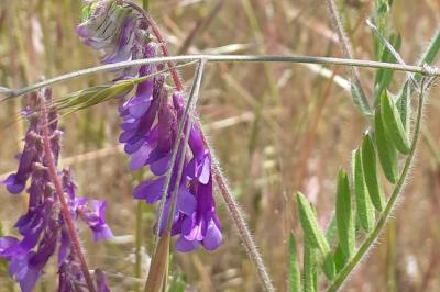 <i>Vicia villosa</i>