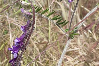 <i>Vicia villosa</i>