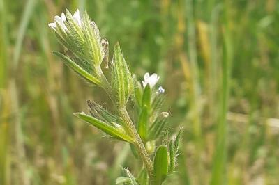 <i>Buglossoides arvensis</i>