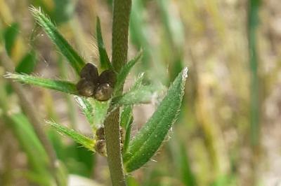 <i>Buglossoides arvensis</i>