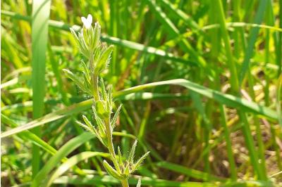 <i>Buglossoides arvensis</i>
