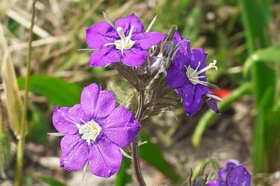 <i>Legousia speculum-veneris</i>