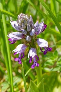 <i>Orchis militaris</i>