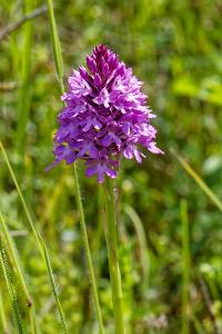 <i>Anacamptis pyramidalis</i>