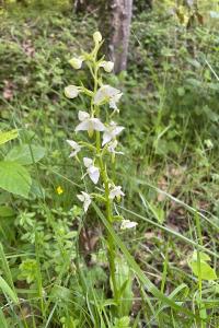 <i>Platanthera chlorantha</i>