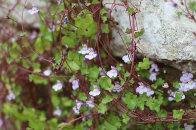 <i>Cymbalaria muralis</i>