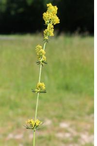 <i>Galium verum</i>
