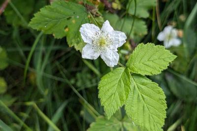 <i>Rubus caesius</i>