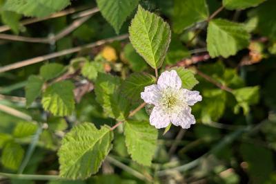 <i>Rubus caesius</i>
