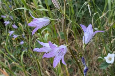 <i>Campanula rapunculus</i>