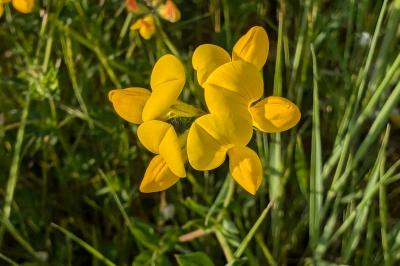<i>Lotus corniculatus</i>