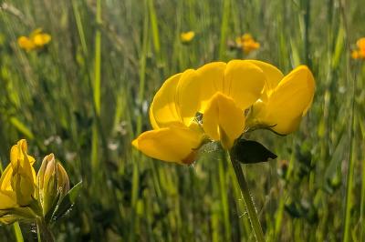<i>Lotus corniculatus</i>