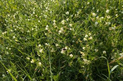 <i>Vicia lutea</i>