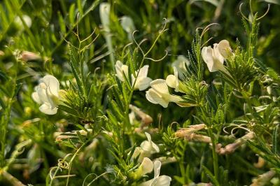 <i>Vicia lutea</i>