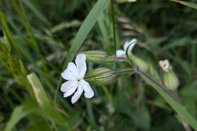 <i>Silene latifolia</i>