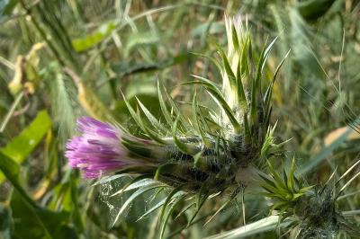 <i>Carduus tenuiflorus</i>