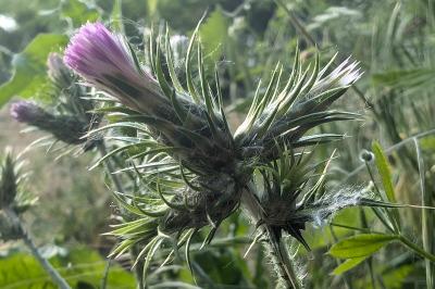 <i>Carduus tenuiflorus</i>