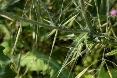 <i>Carduus tenuiflorus</i>