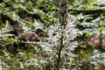 <i>Asphodelus albus</i>