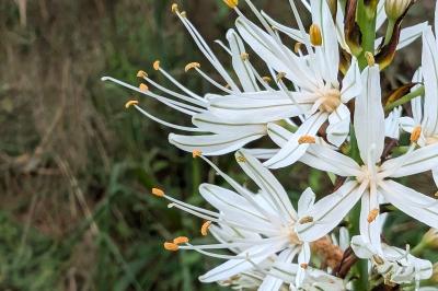 <i>Asphodelus albus</i>
