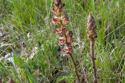 <i>Orobanche</i>
