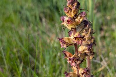 <i>Orobanche</i>