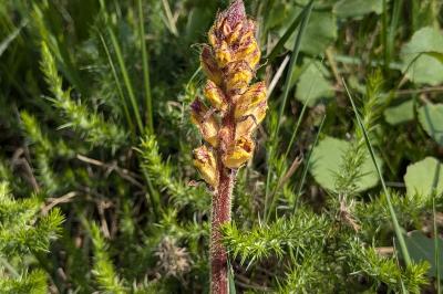<i>Orobanche</i>