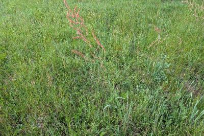 <i>Rumex acetosa</i>