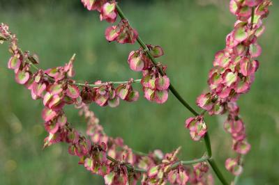 <i>Rumex acetosa</i>