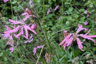 <i>Lychnis flos-cuculi</i>