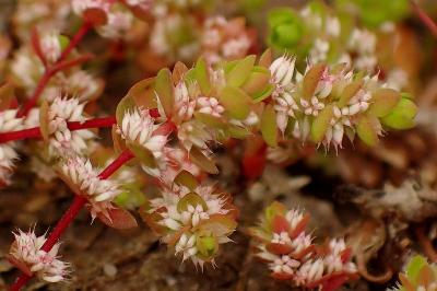 <i>Illecebrum verticillatum</i>
