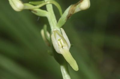 <i>Platanthera bifolia</i>