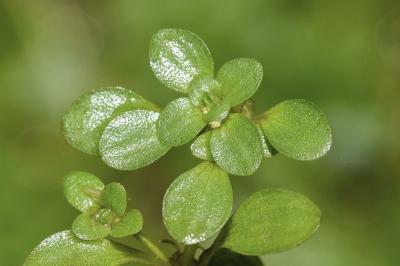 <i>Callitriche stagnalis</i>