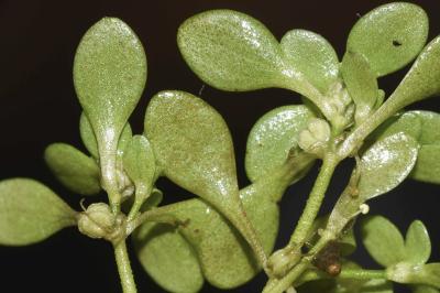 <i>Callitriche stagnalis</i>