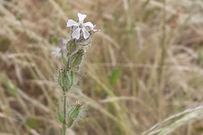 <i>Silene gallica</i>