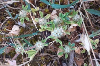 <i>Trifolium striatum</i>