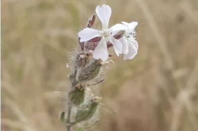 <i>Silene gallica</i>