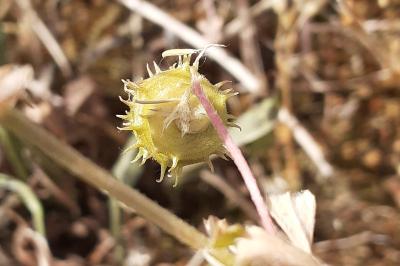 <i>Medicago rigidula</i>