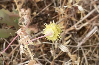 <i>Medicago rigidula</i>