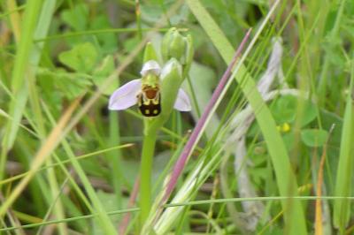 <i>Ophrys apifera</i>